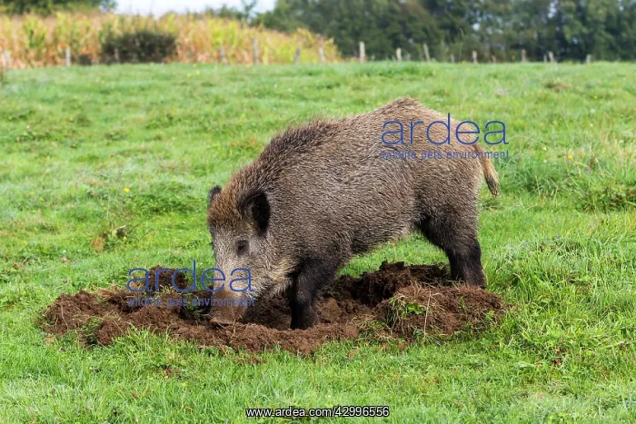 : Wild Boar - looking for worms. Vesoul, Haute : Wild Boar - looking for worms. Vesoul, Haute