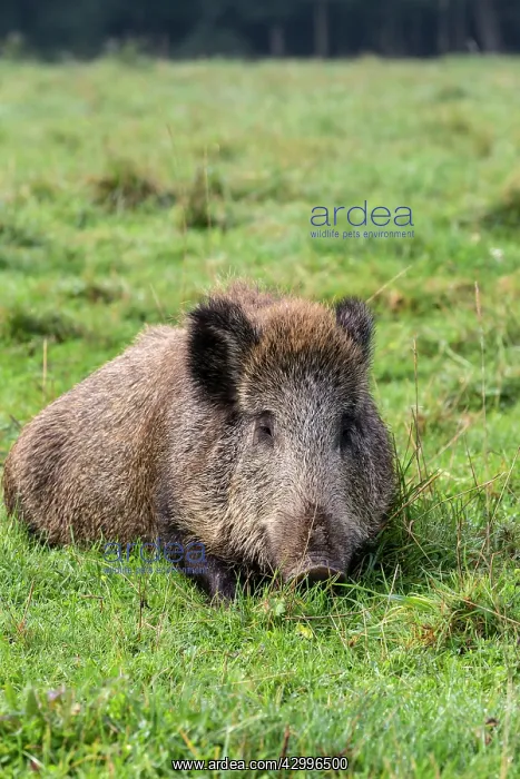 : Wild Boar - lying down. Vesoul, Haute Saone : Wild Boar - lying down. Vesoul, Haute Saone