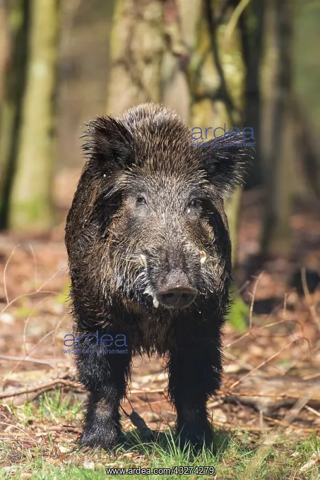 : Wild boar - male in forest - Germany : Wild boar - male in forest - Germany