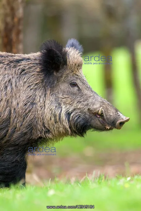  : Wild Boar - male. Haute Saone, France