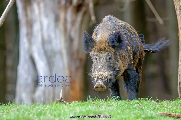 : Wild Boar - male. Haute Saone, France : Wild Boar - male. Haute Saone, France
