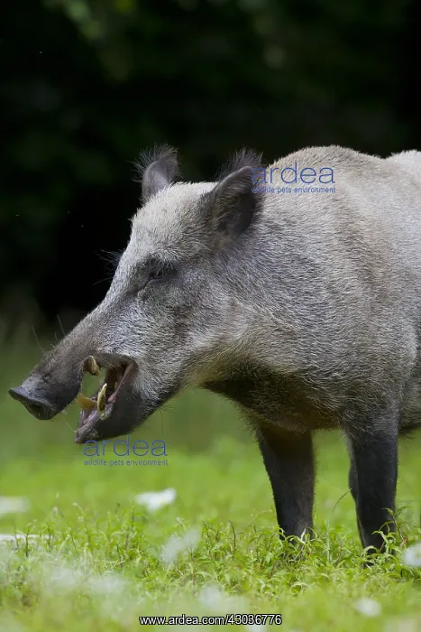 : Wild boar - male portrait - Germany