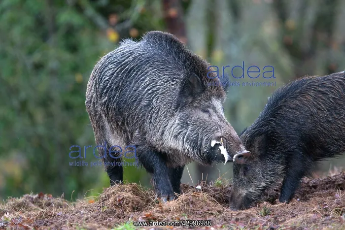 : Wild Boar - male in rut. Haute Saone, France : Wild Boar - male in rut. Haute Saone, France