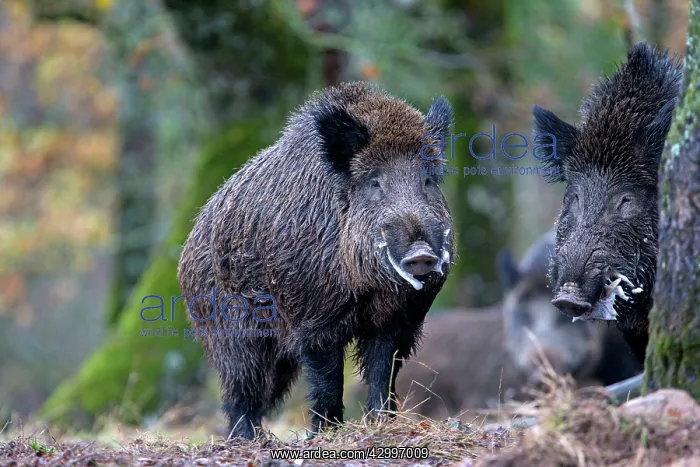: Wild Boar - male in rut. Haute Saone, France : Wild Boar - male in rut. Haute Saone, France