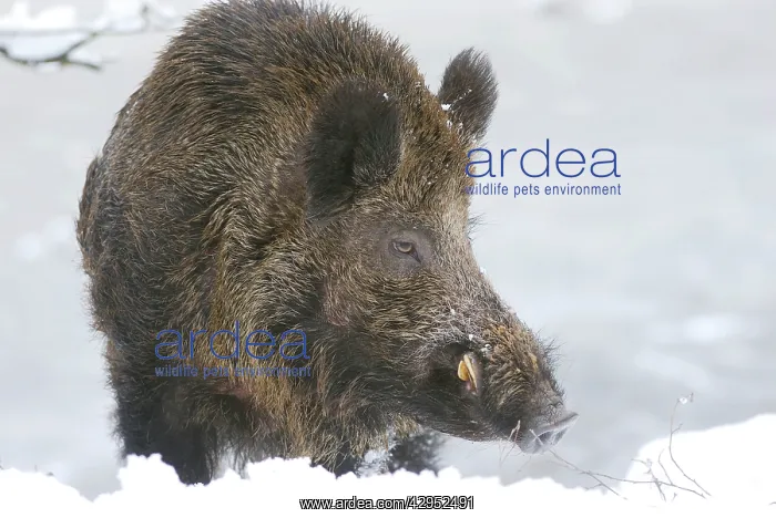: Wild Boar - male in snow : Wild Boar - male in snow