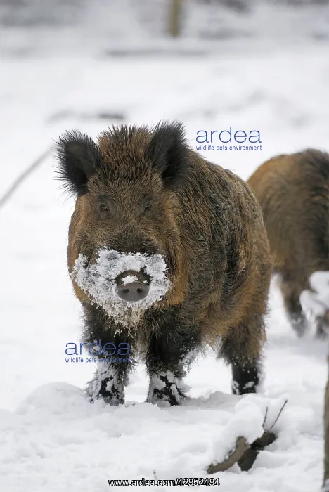 : Wild Boar - male in snow : Wild Boar - male in snow