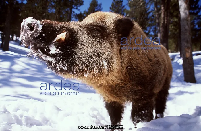  : WILD BOAR - Male in snow