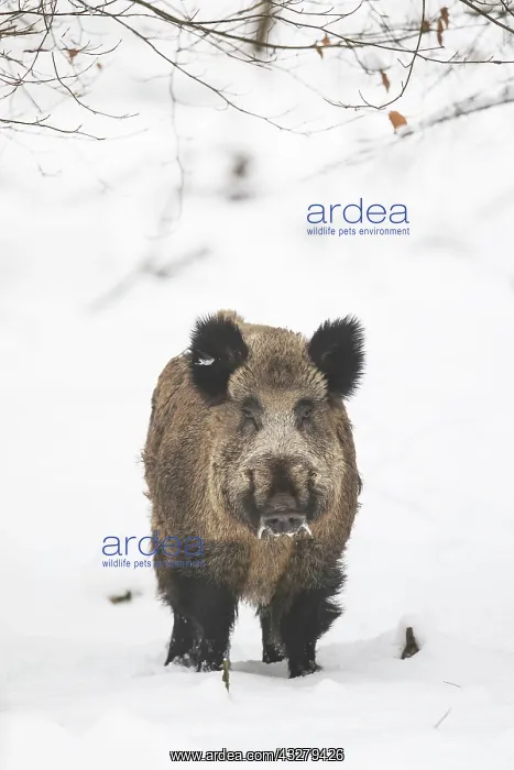 : Wild Boar - male in snow - Germany : Wild Boar - male in snow - Germany