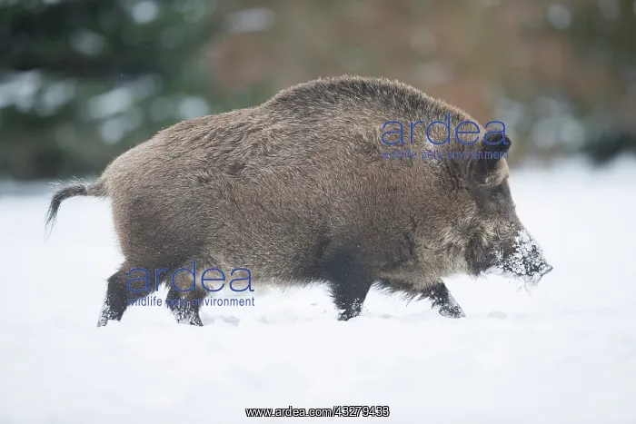 : Wild Boar - male in snow - Germany : Wild Boar - male in snow - Germany