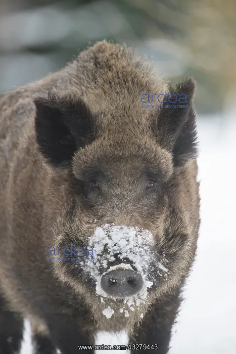 : Wild Boar - male in snow - Germany : Wild Boar - male in snow - Germany