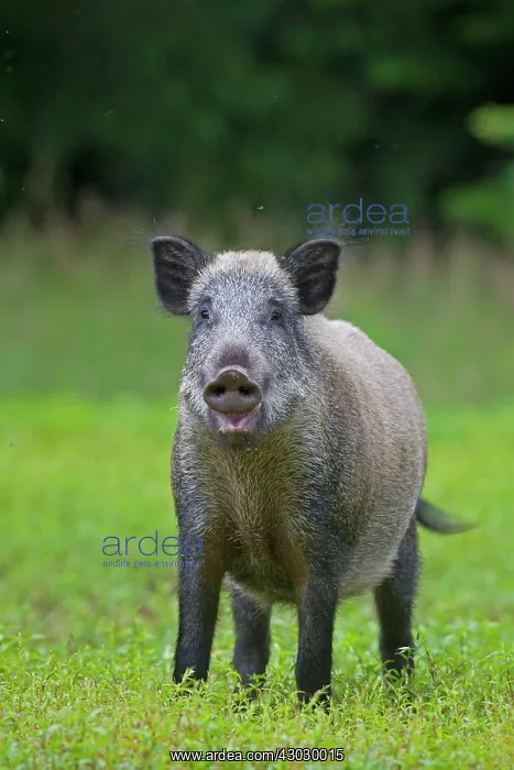  : Wild Boar male in summer