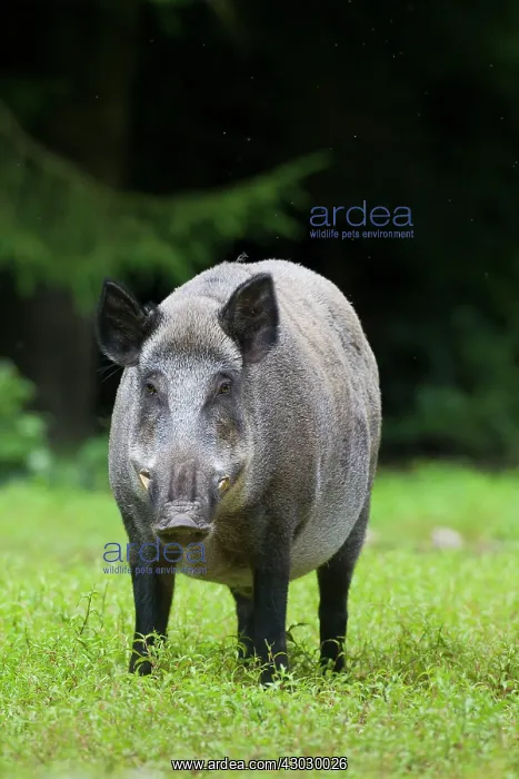  : Wild Boar male in summer