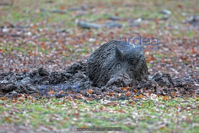 : Wild Boar - in mud. Haute Saone, France : Wild Boar - in mud. Haute Saone, France