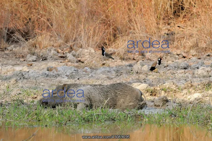 : Wild Boar in Mud Wallow : Wild Boar in Mud Wallow
