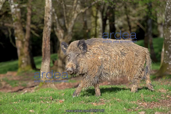 : Wild Boar - muddy male. Haute Saone, France : Wild Boar - muddy male. Haute Saone, France
