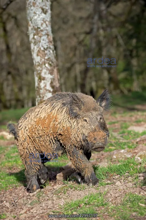 : Wild Boar - muddy male. Haute Saone, France : Wild Boar - muddy male. Haute Saone, France