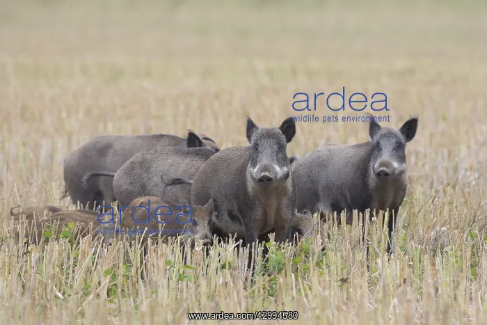 : Wild boar - pack fleeing over a stubble field - Sweden : Wild boar - pack fleeing over a stubble field - Sweden