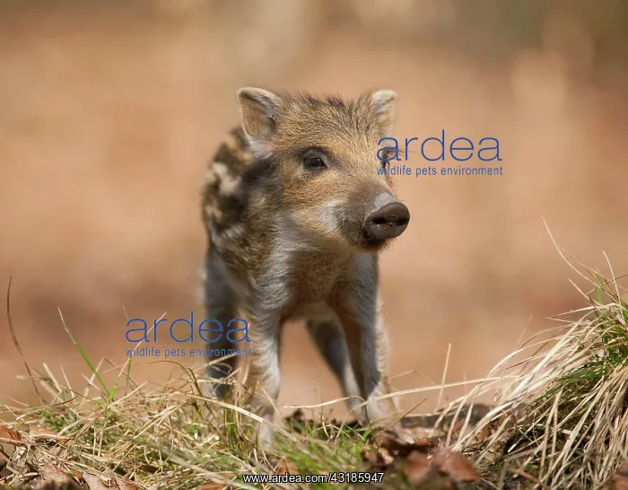 : Wild Boar - piglet, captive, North Rhine-Westphalia : Wild Boar - piglet, captive, North Rhine-Westphalia