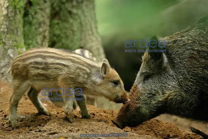 : Wild Boar - piglet and mother foraging for food : Wild Boar - piglet and mother foraging for food