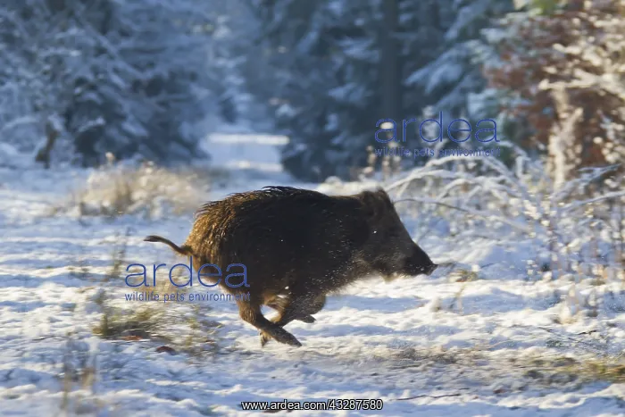 : Wild boar - piglet running in snow - Germany : Wild boar - piglet running in snow - Germany