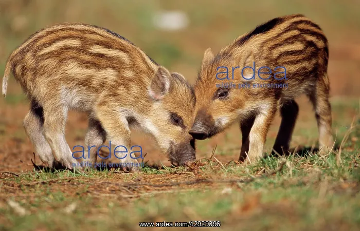 : Wild BOAR - two piglets : Wild BOAR - two piglets