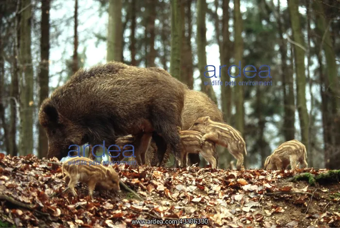 : WILD BOAR - with piglets : WILD BOAR - with piglets