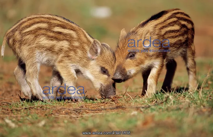 : Wild BOAR - two piglets : Wild BOAR - two piglets