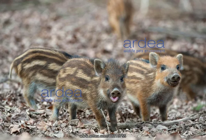 : Wild Boar - piglets, Daun, Eifel, Rhineland-Palatinate : Wild Boar - piglets, Daun, Eifel, Rhineland-Palatinate