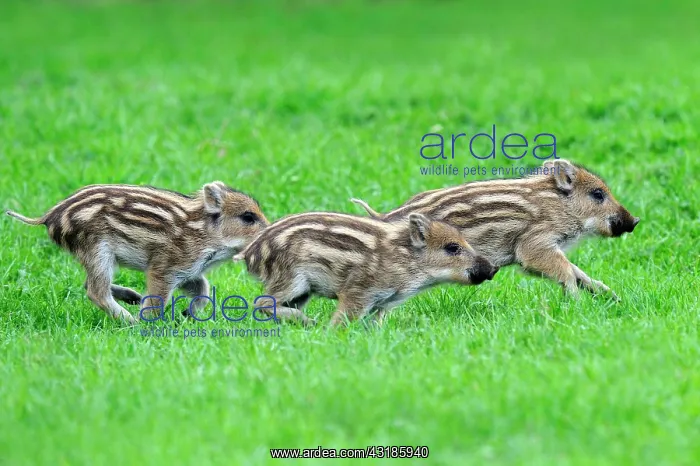 : Wild boar - piglets, Swabian Alb, Baden-Wuerttemberg : Wild boar - piglets, Swabian Alb, Baden-Wuerttemberg