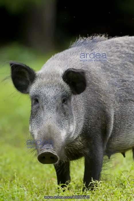  : Wild boar - portrait of a sow in summer - Germany