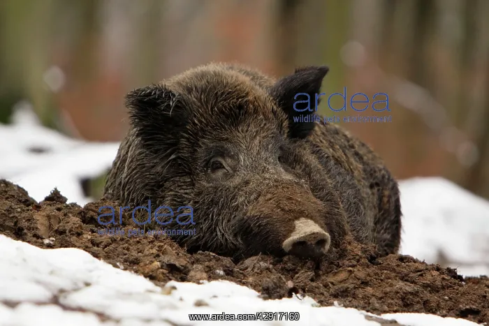  : Wild Boar - resting in self-made nest, in snow