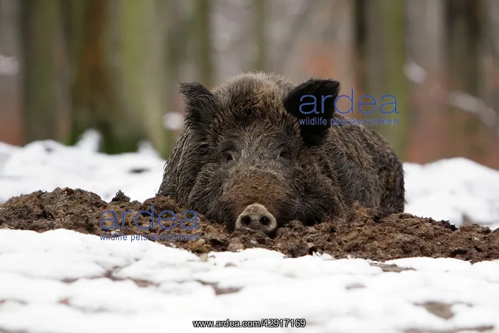 : Wild Boar - resting in self-made nest, in snow : Wild Boar - resting in self-made nest, in snow