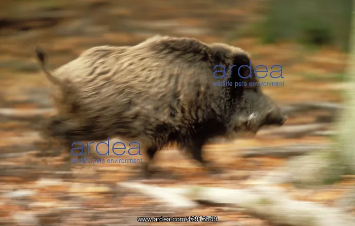  : Wild BOAR - running