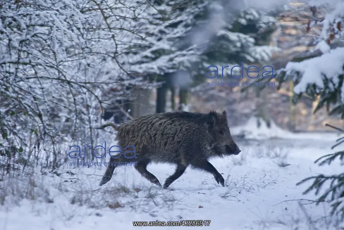 : Wild boar - running animal in winter - Germany : Wild boar - running animal in winter - Germany