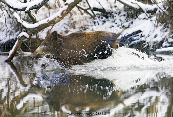 : Wild Boar - running into water : Wild Boar - running into water
