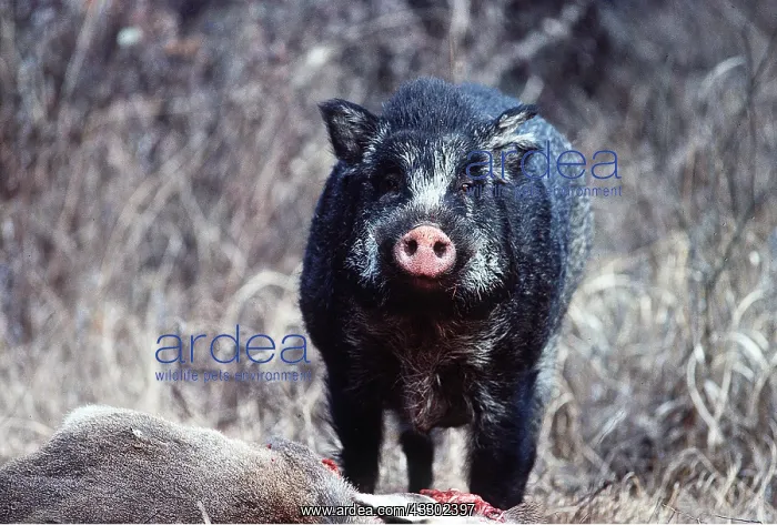 : WILD BOAR - scavenging hangul / Kashmir deer carcass : WILD BOAR - scavenging hangul / Kashmir deer carcass