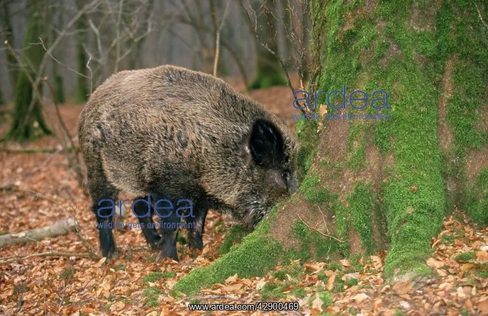 : Wild Boar - searching for truffles : Wild Boar - searching for truffles