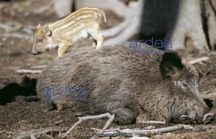 : Wild Boar -sleeping, with young on back : Wild Boar -sleeping, with young on back