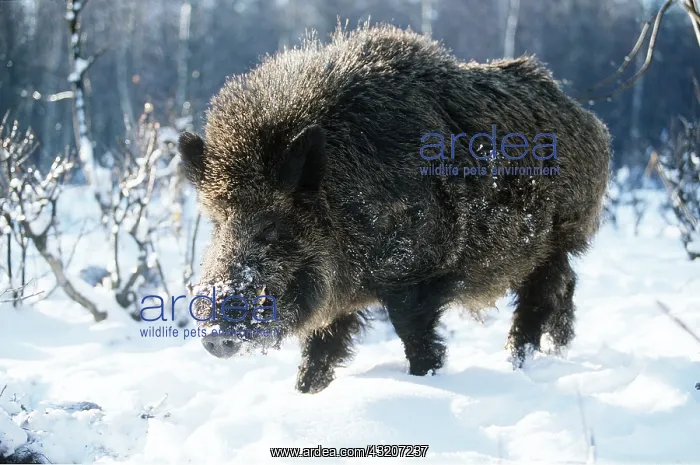 : WILD BOAR - on snout in snow : WILD BOAR - on snout in snow