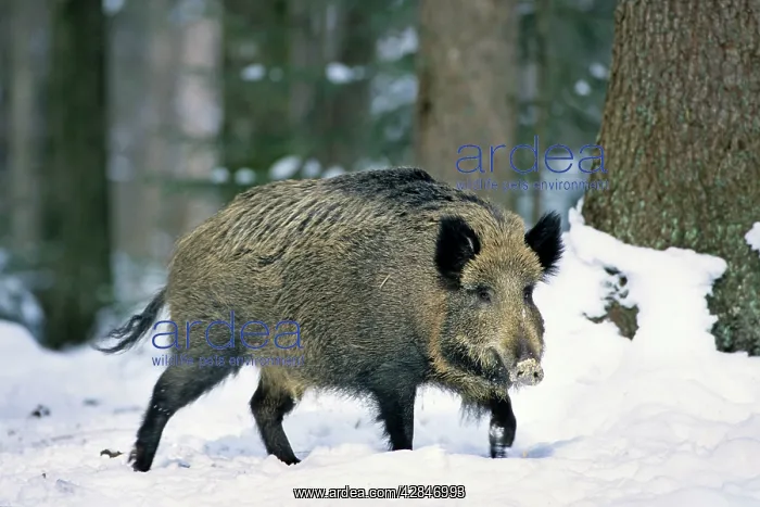 : Wild Boar - in snow : Wild Boar - in snow