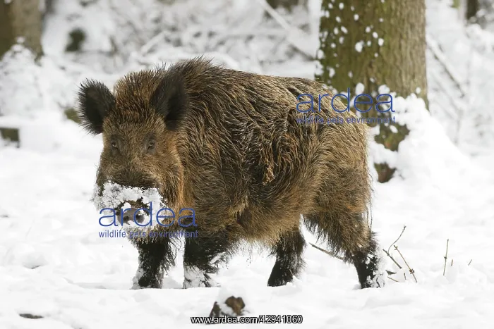 : Wild boar - at snow : Wild boar - at snow