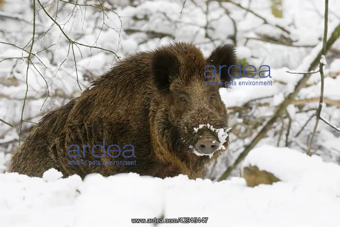  : Wild Boar in snow