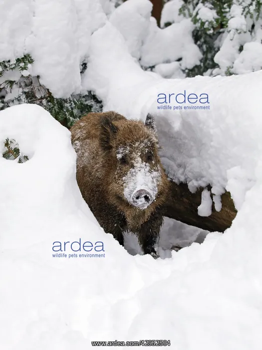 : Wild Boar - in snow : Wild Boar - in snow