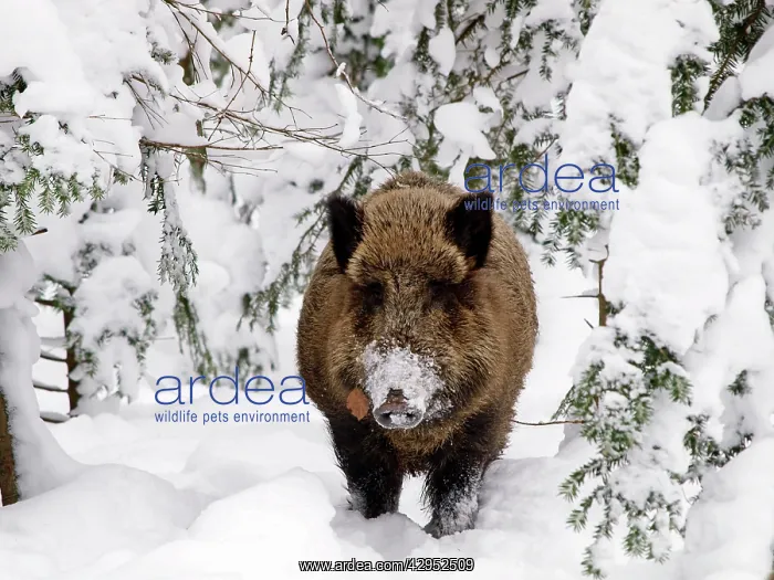 : Wild Boar - in snow : Wild Boar - in snow