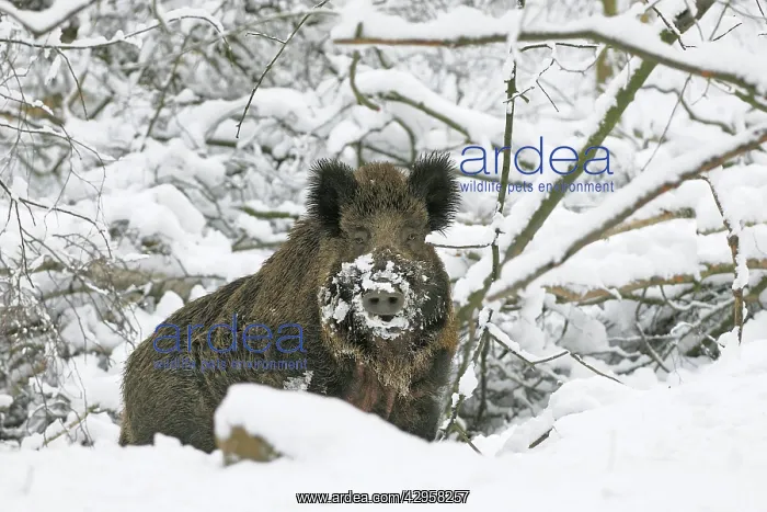 : Wild Boar in snow : Wild Boar in snow