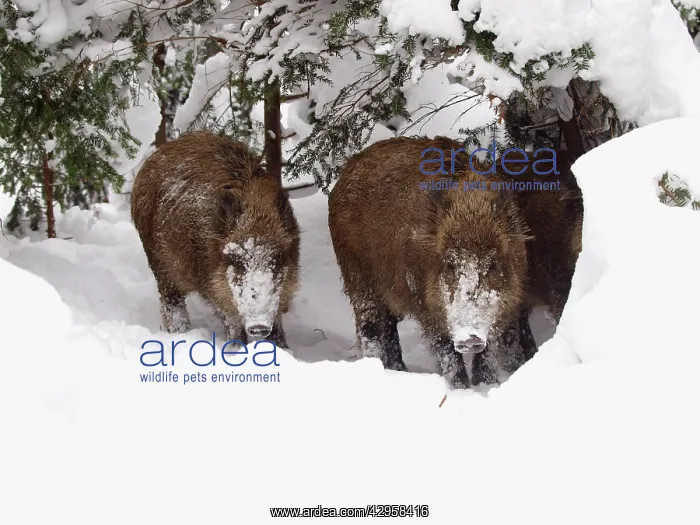 : Wild Boar in snow : Wild Boar in snow