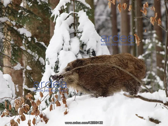 : Wild Boar in snow : Wild Boar in snow