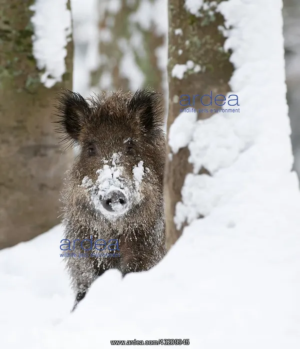 : Wild boar - in the snow : Wild boar - in the snow