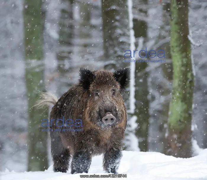 : Wild boar - in the snow : Wild boar - in the snow