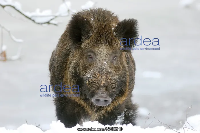 : Wild Boar in snow : Wild Boar in snow